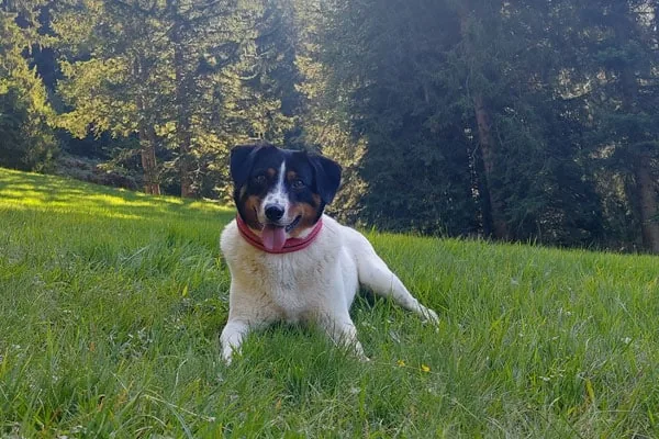 Tierkommunikation Ausbildung