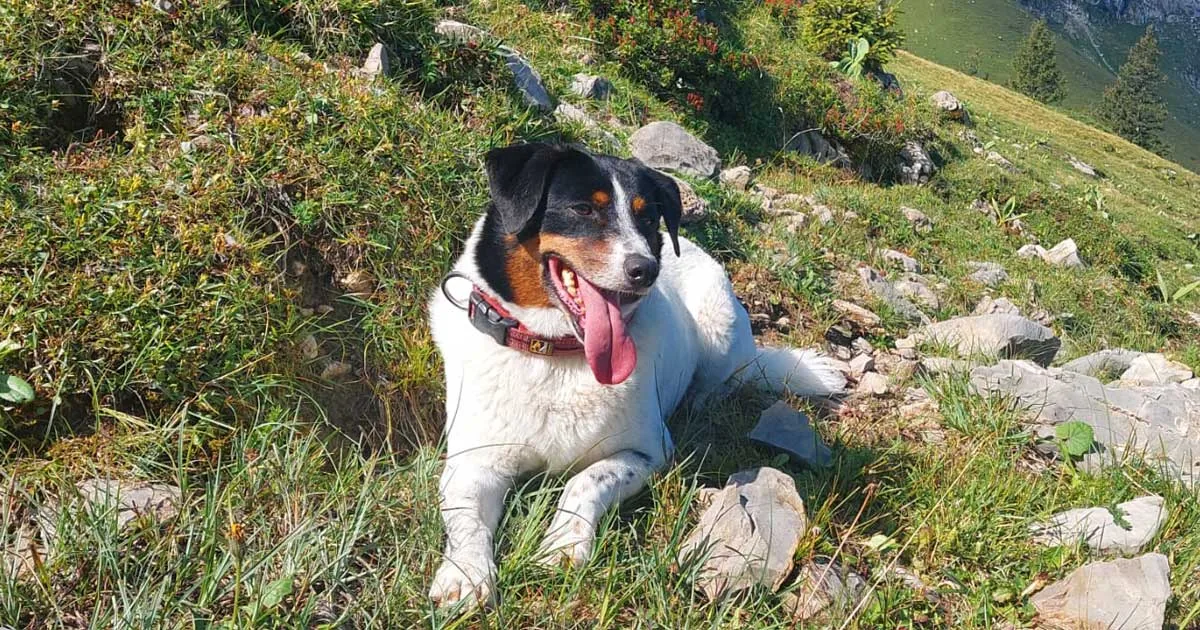 Angsthunde: Wie Tierkommunikation Hunden mit Ängsten helfen kann