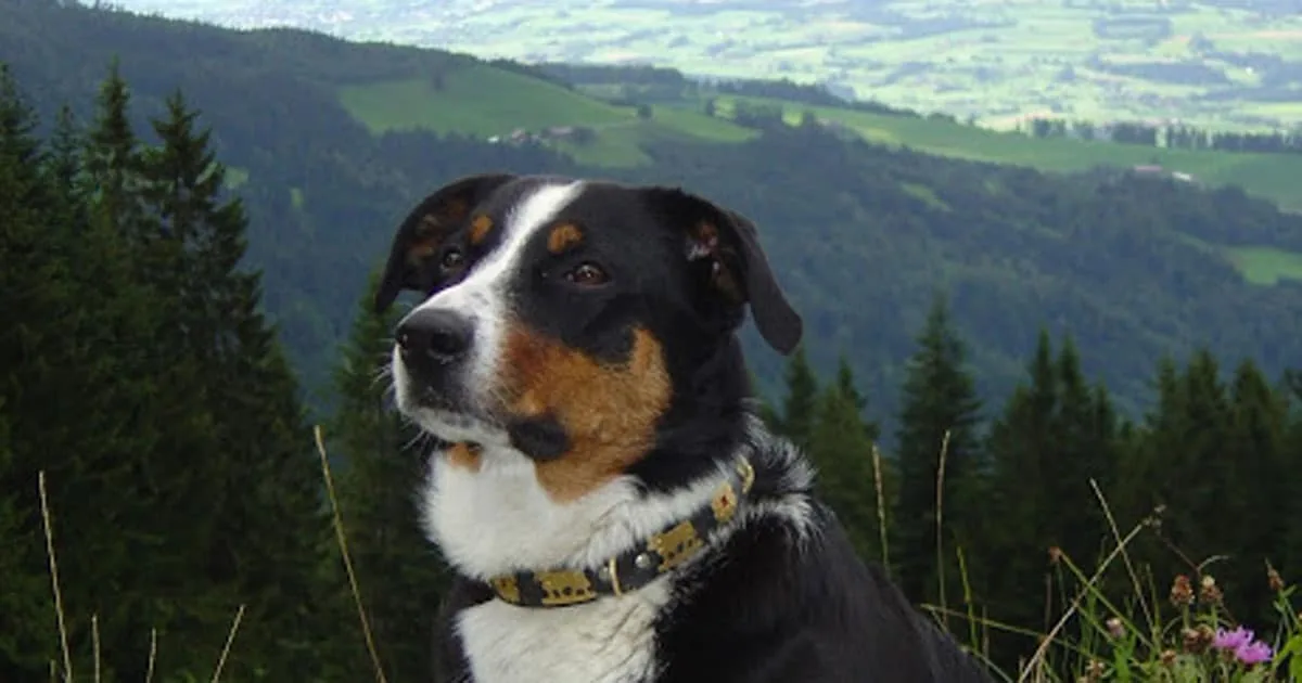 Erinnerung an meine geliebte Megi