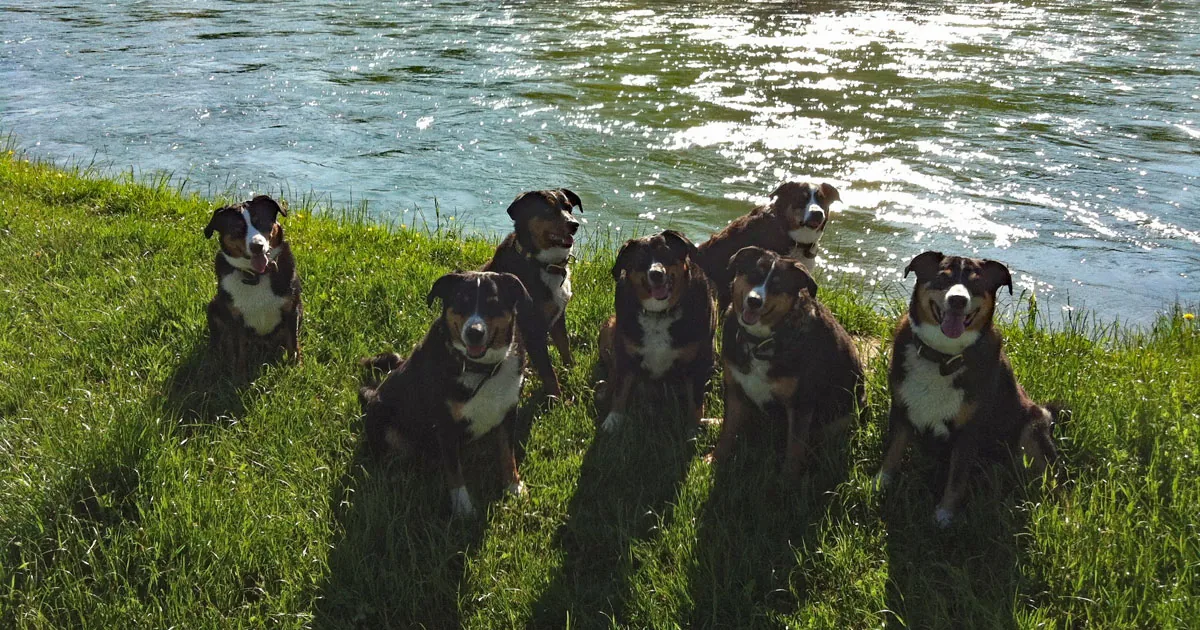 Wenn unsere geliebten Tiere uns verlassen