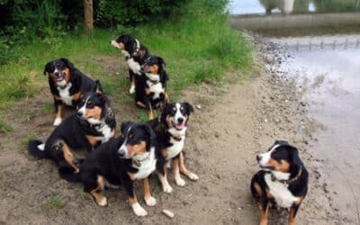 Was ist Tierkommunikation?