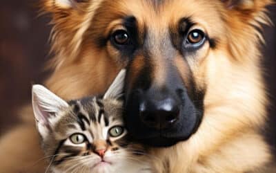 Überwindung von inneren Zweifel in der Tierkommunikation