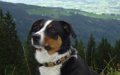Erinnerung an meine geliebte Megi