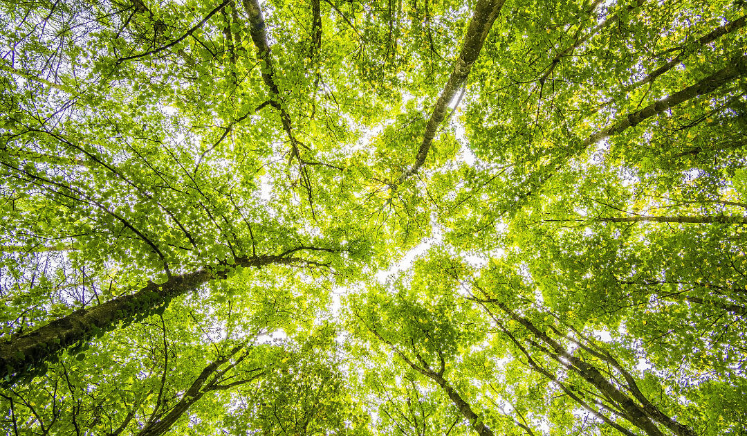 Die Macht der Körperhaltung: Wie unsere äussere Haltung unsere innere Welt beeinflusst