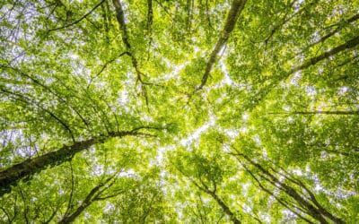Die Macht der Körperhaltung: Wie unsere äussere Haltung unsere innere Welt beeinflusst