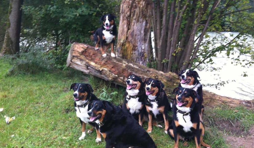 Tierkommunikation: Eine tiefe Reise zu dir selbst