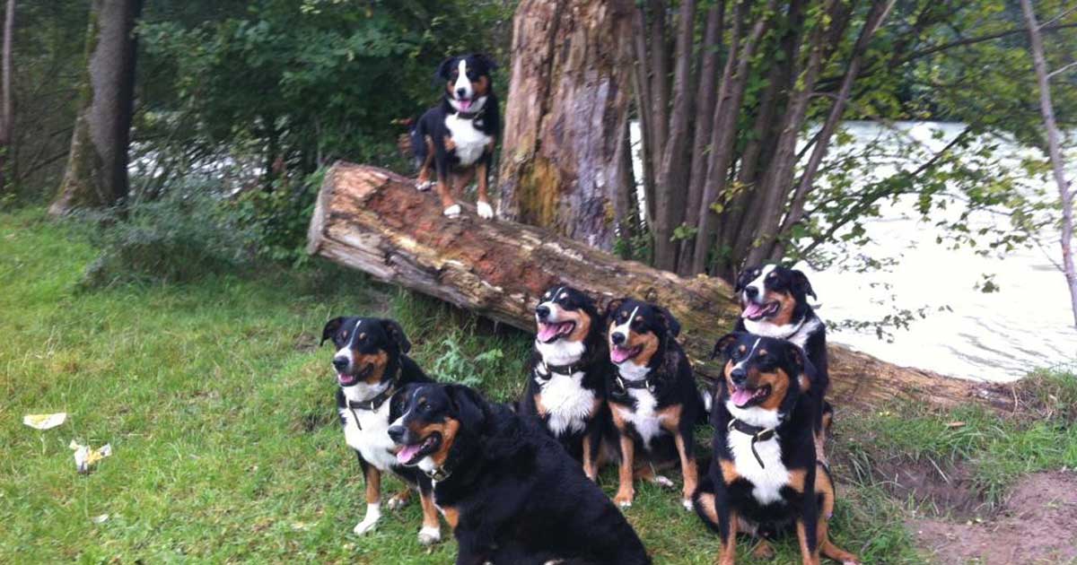 Tierkommunikation: Eine tiefe Reise zu dir selbst