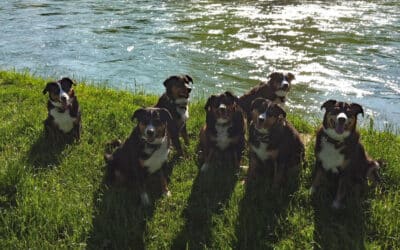 Wenn unsere geliebten Tiere uns verlassen