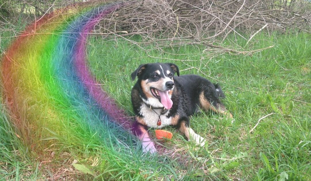 Seelengespräche mit verstorbenen Tieren – warum es kein Abschied ist