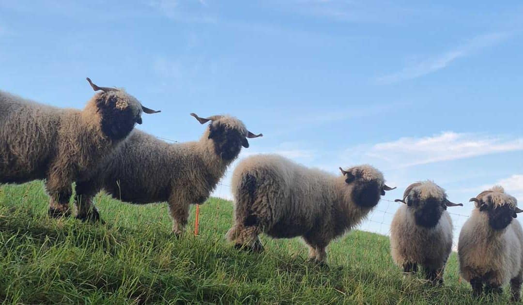 Kurs oder Ausbildung in Tierkommunikation?